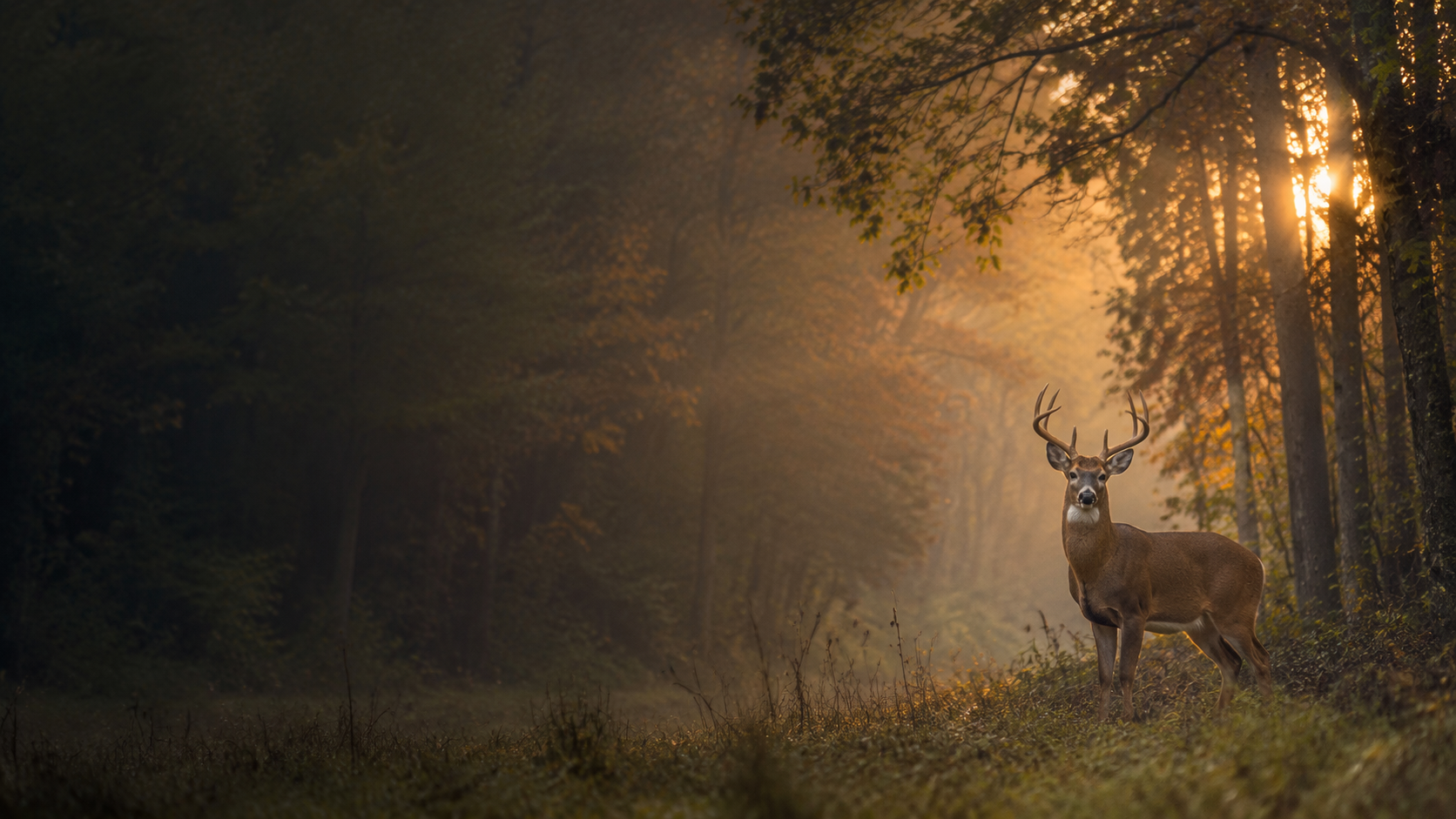 White-tailed deer at the edge of a Kentucky woodland